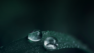 Understanding Bioavailability - Part 2: Anti-Nutrients & The Food Matrix